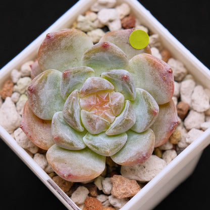 Echeveria First Love Imported Succulent Plant *New* 初恋情人