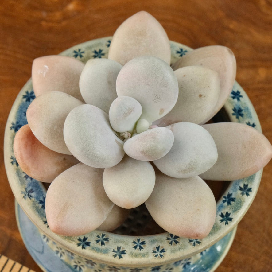 Big Graptopetalum Pink One Korean Succulent Plant