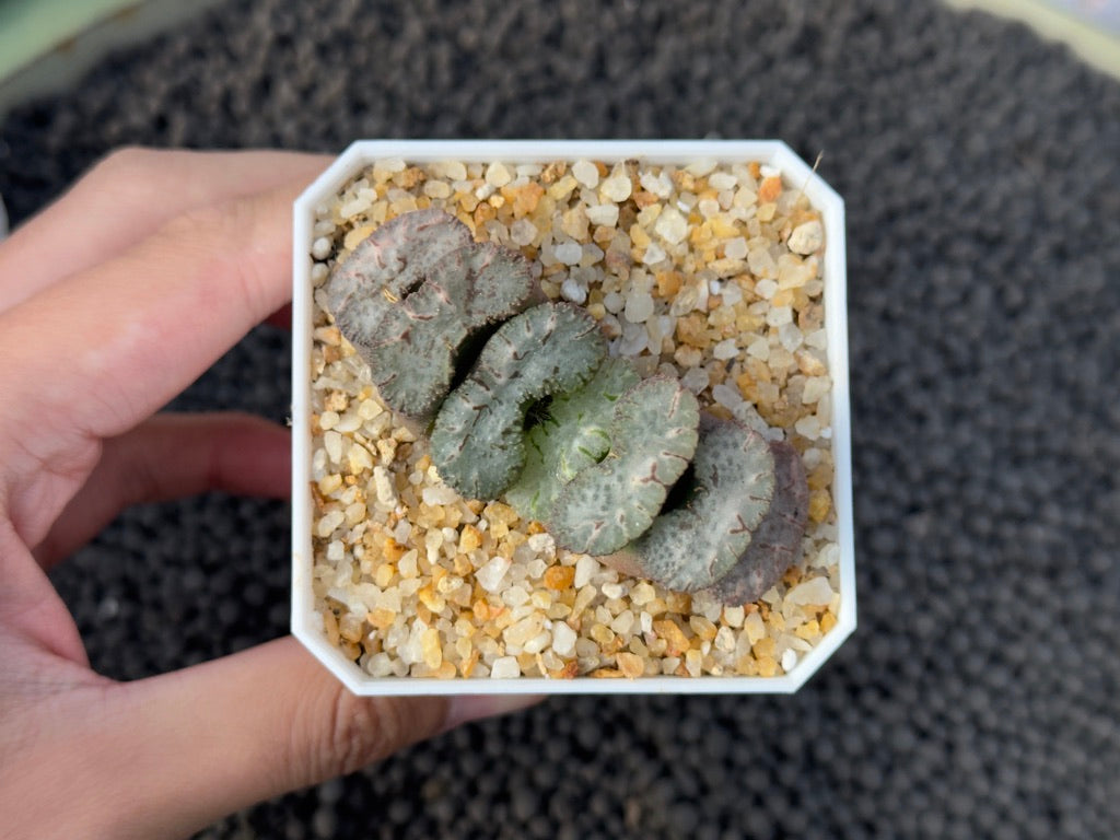 Haworthia truncata Imported Succulent Plant