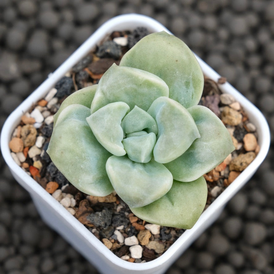 Carunculated Graptoveria Lovely Rose Imported Succulent Plant