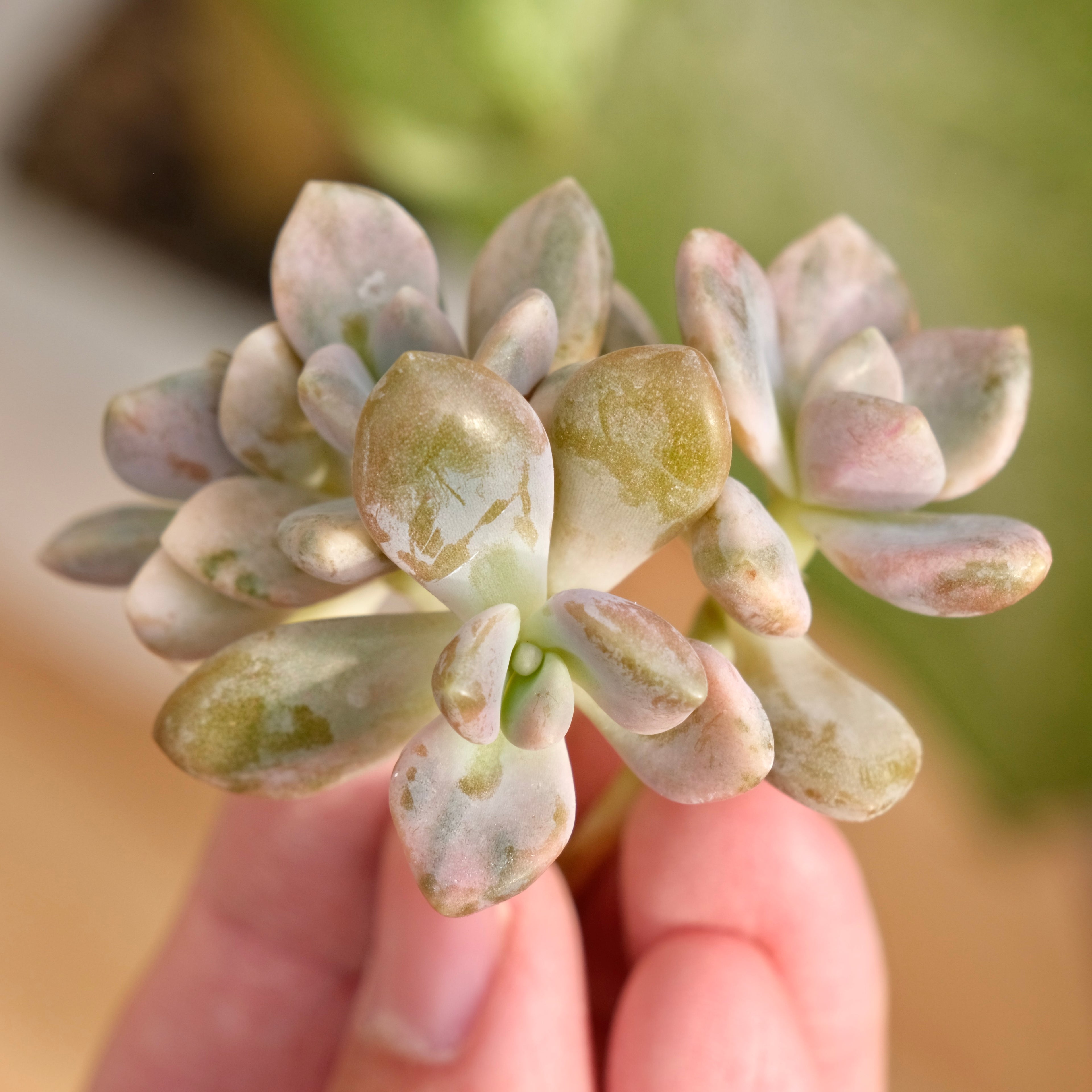 Var Graptophytum Supreme Korean Succulent Plant