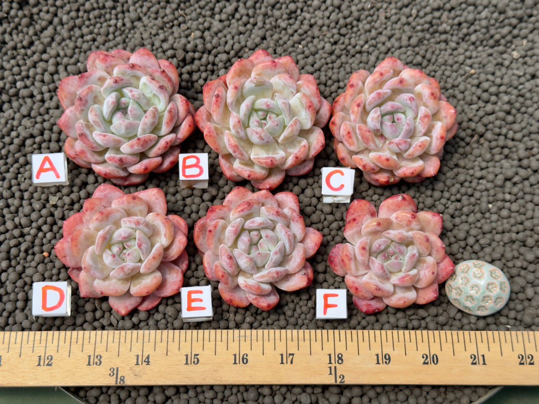 Echeveria Monroe Imported Succulent Plant