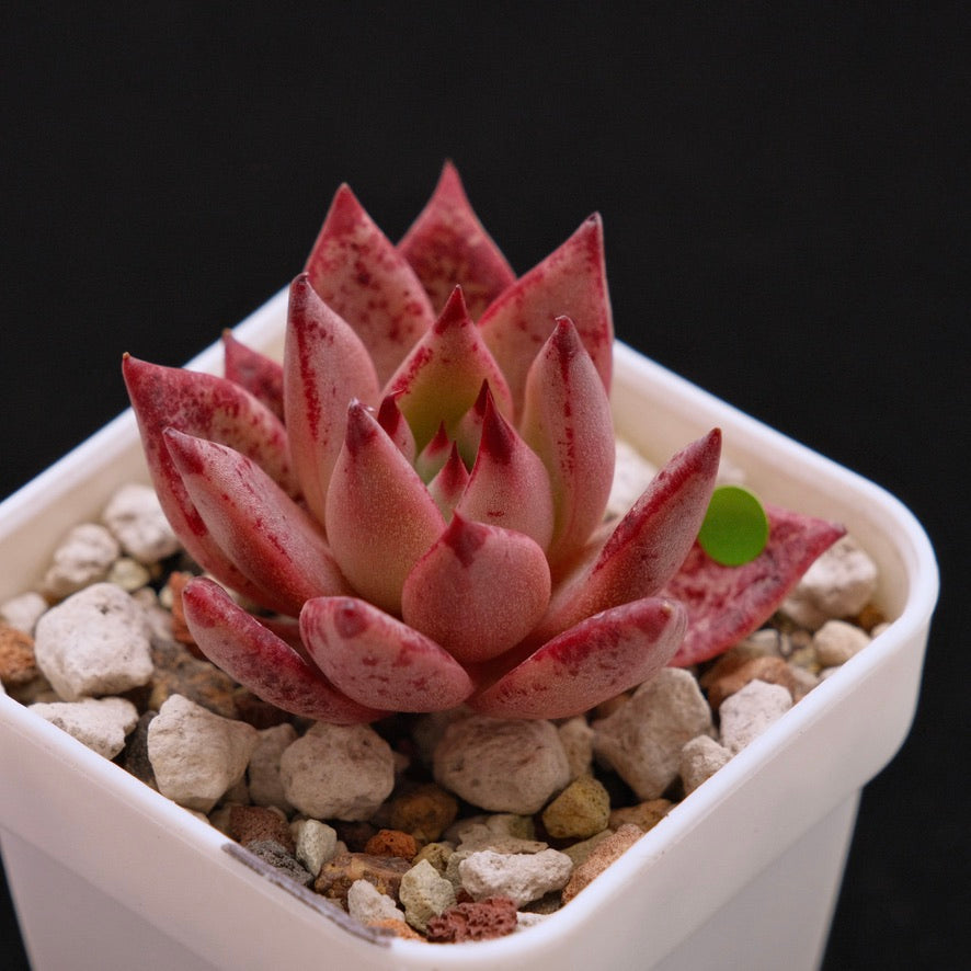 Echeveria Strawberry Korean Succulent Plant *New*