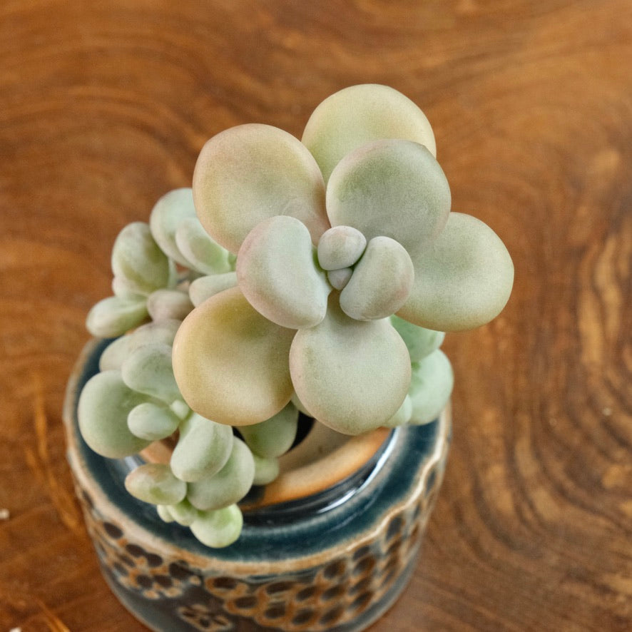 Graptoveria White Americano Korean Succulent Plant