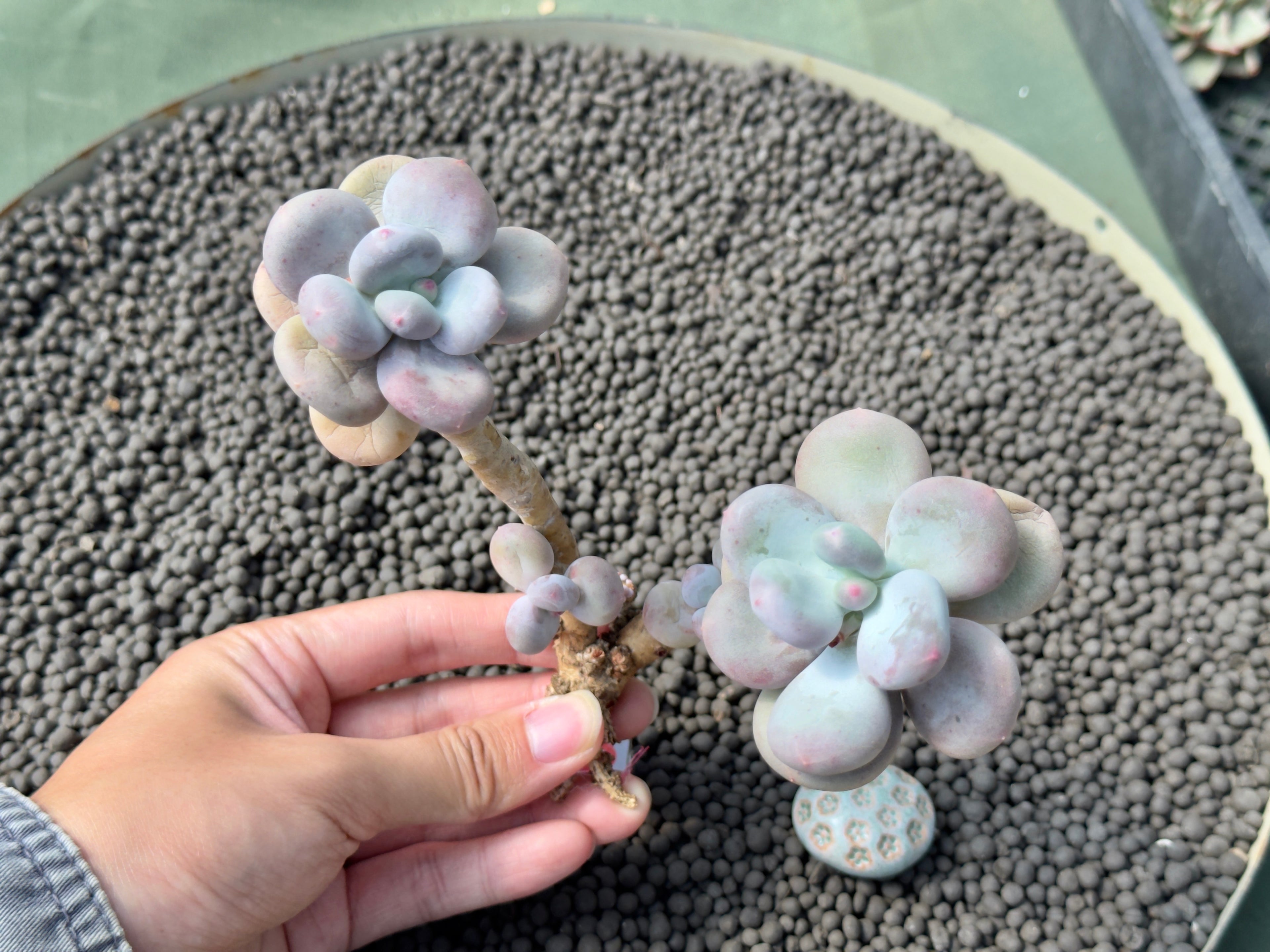 Big Pachyphytum Europe Beauty Korean Succulent Plant