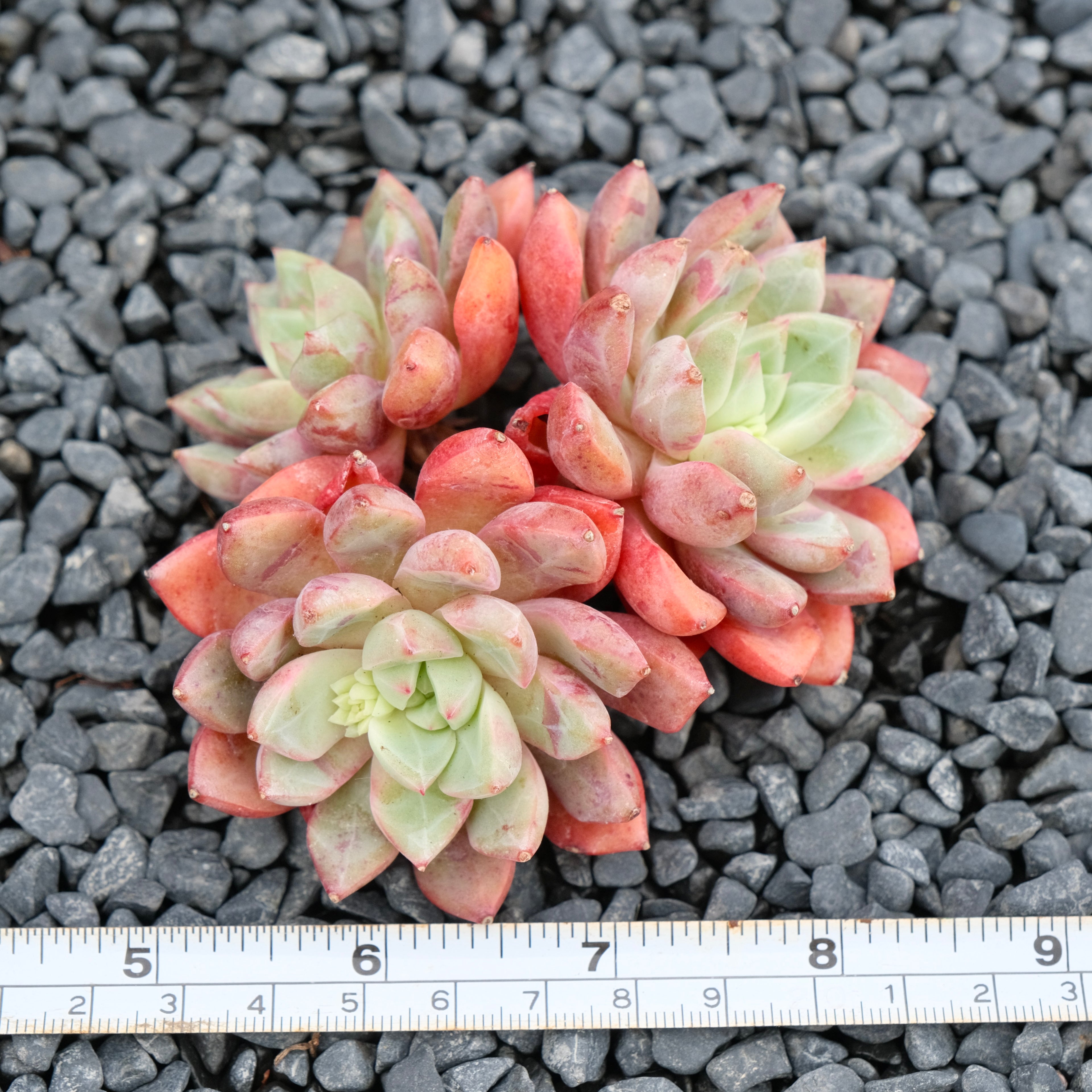 Big Echeveria Echo cluster Imported Succulent Plant