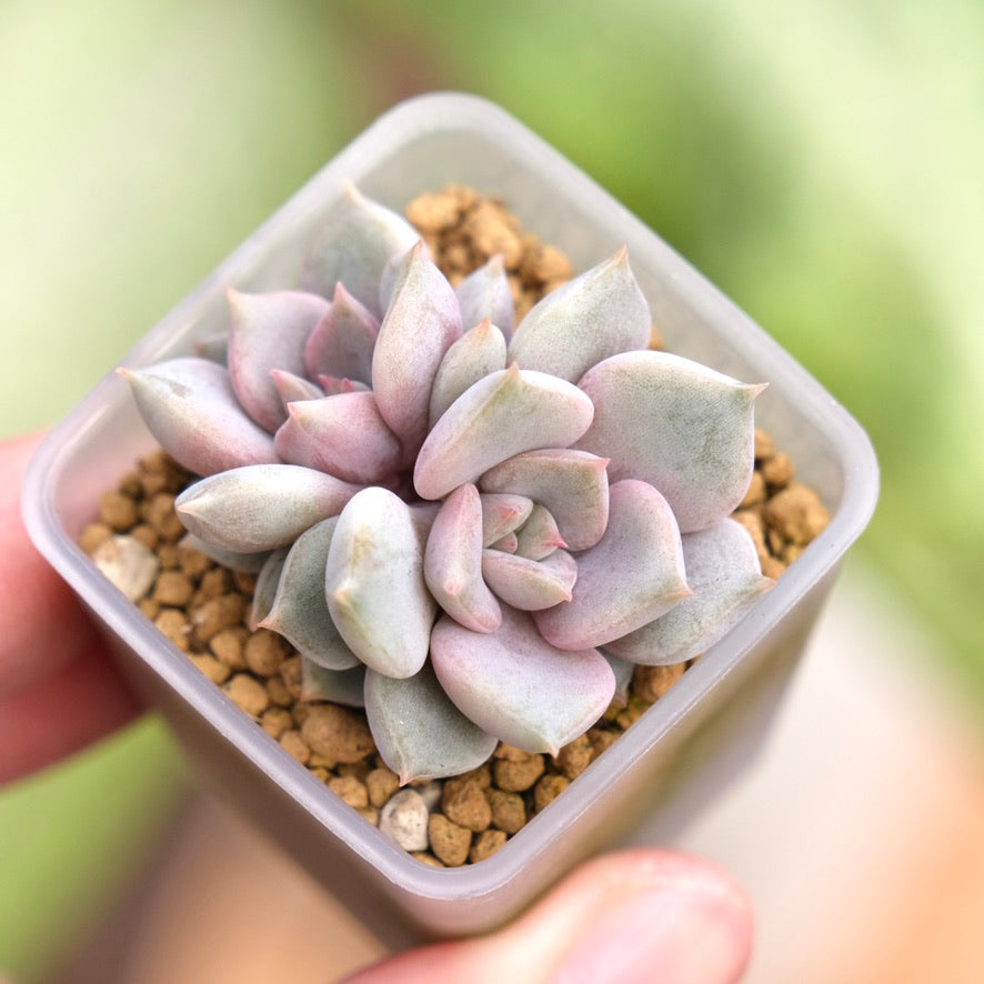 Echeveria Pastel Leon Korean Succulent Plant