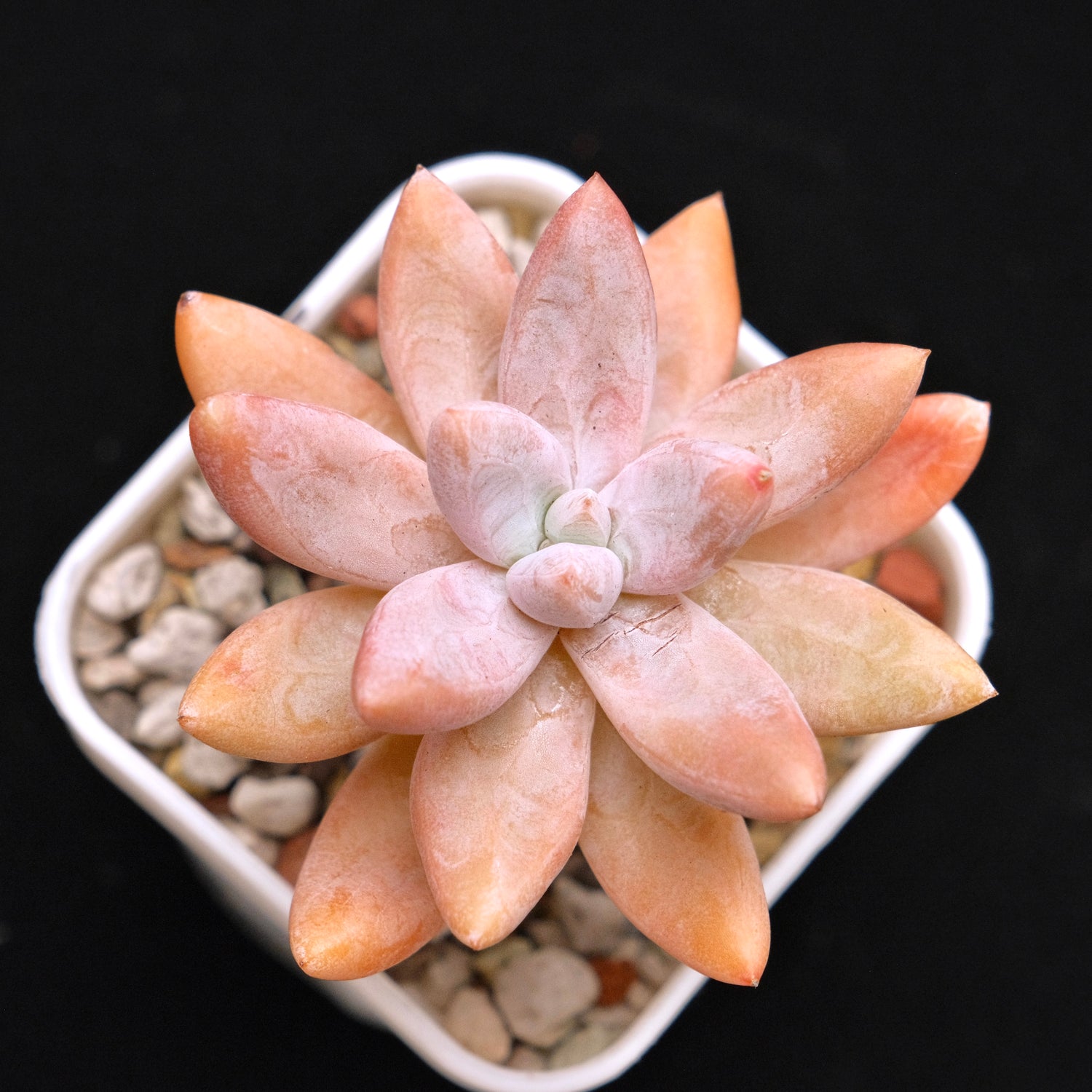 Graptoveria Atoll Korean Succulent Plant *Rare*