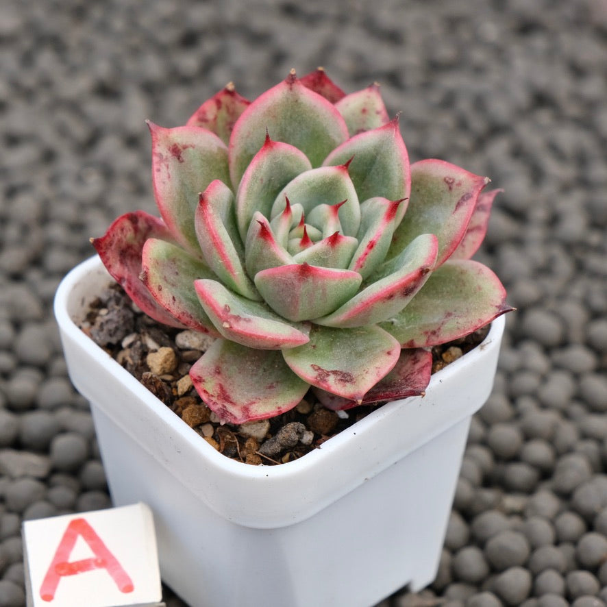 Echeveria Star Boss Imported Succulent Plant