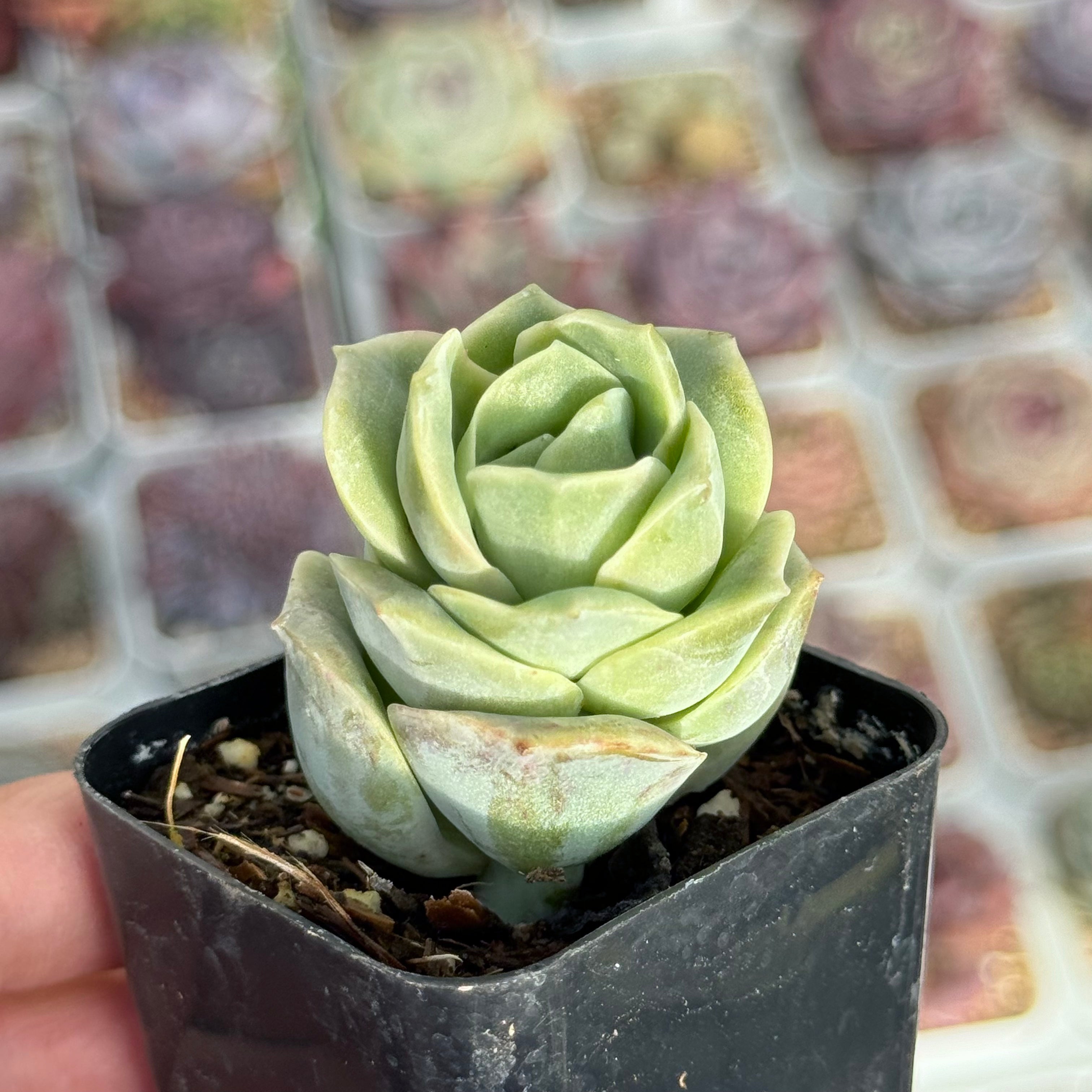 Graptoveria Lovely Rose Succulent Plant