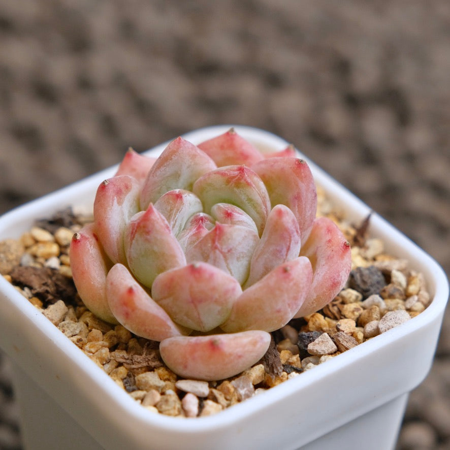 Echeveria Peach Fuzz Imported Succulent Plant