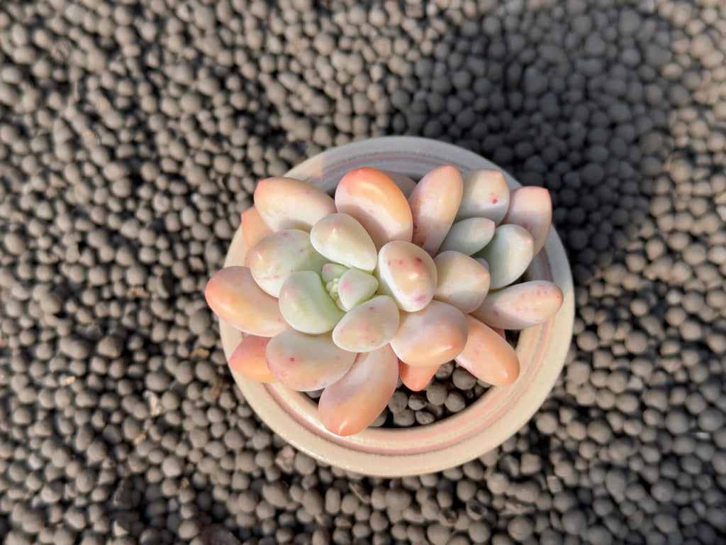 Double Pachyphytum Frevel Imported Succulent Plant