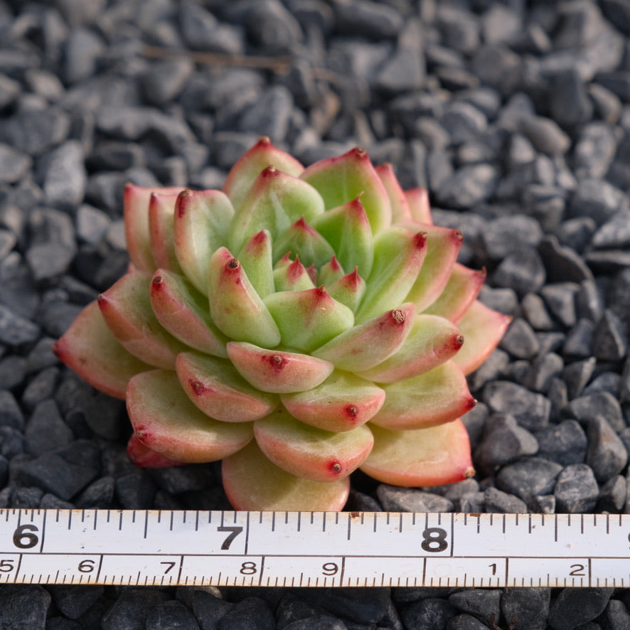 Echeveria Asca Maria Korean Succulent Plant Rare Hwaga hybrid