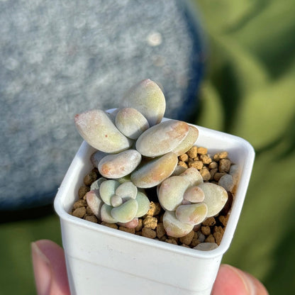 Pachyphytum werdermanii babies Korean Succulent Plant