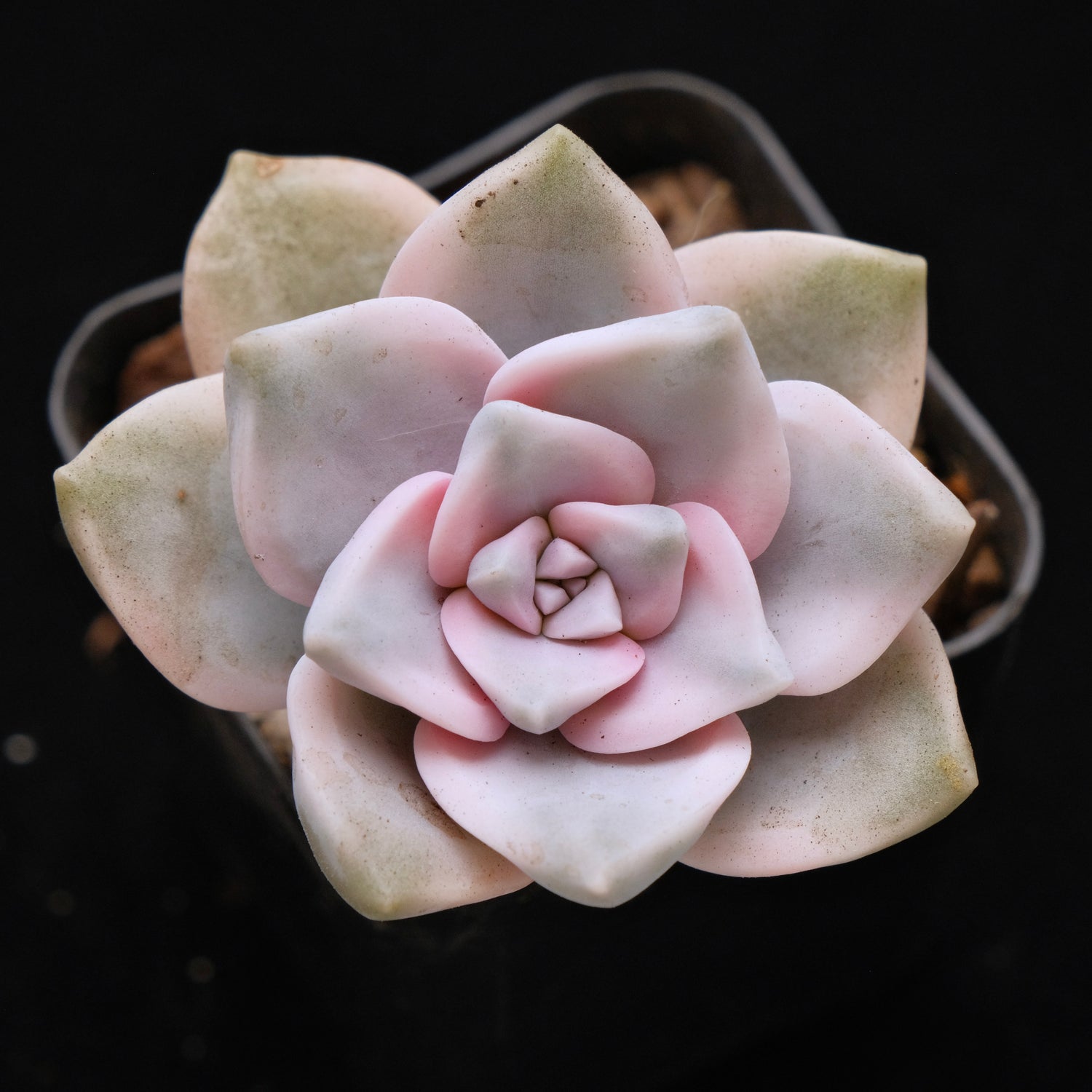 Variegated Graptoveria Purple Delight Korean Succulent Plant