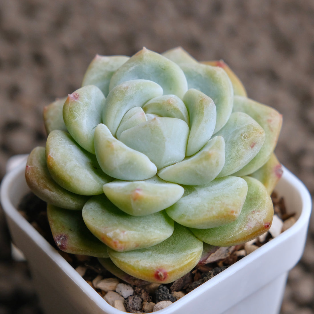 Echeveria Monroe x Albicans  Imported Succulent Plant - B