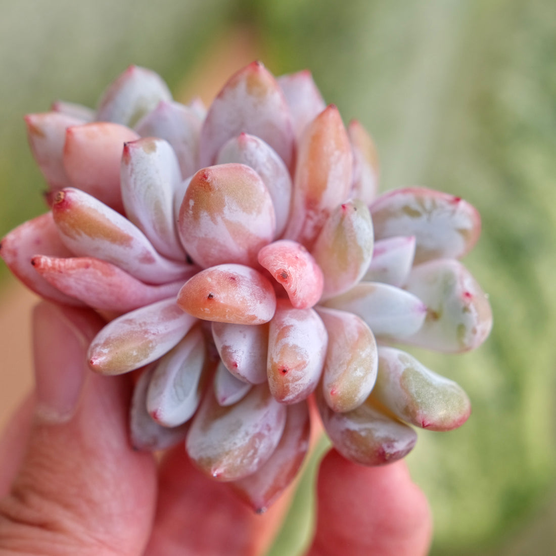 Echeveria Trumso cluster Imported Succulent Plant