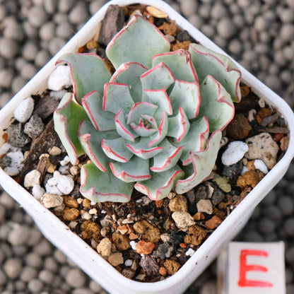 Echeveria Strictiflora Korean Succulent Plant