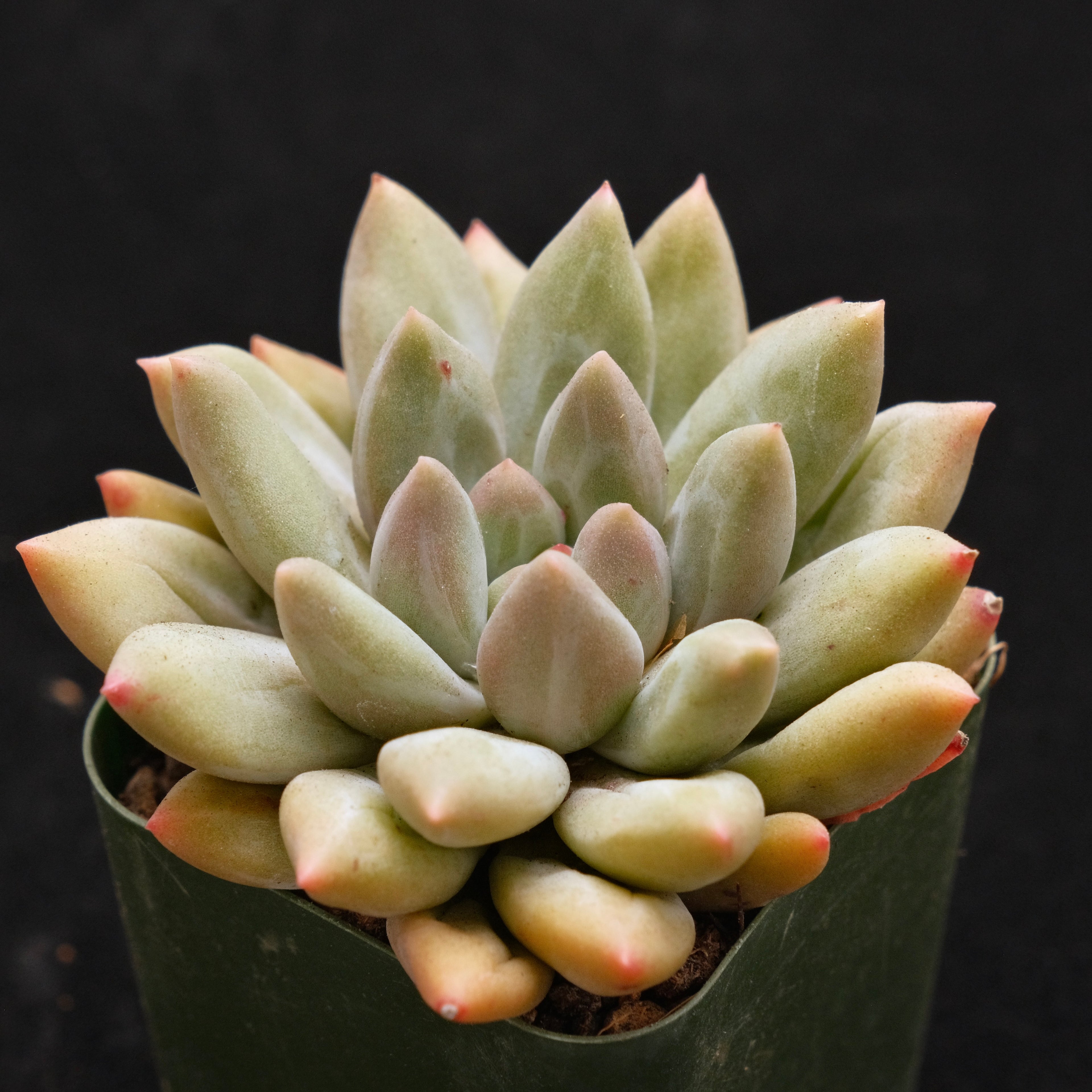 Pachyveria Shooting Star Korean Succulent Plant *Rare*