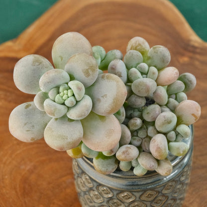 Big Graptosedum Miul Korean Succulent Plant