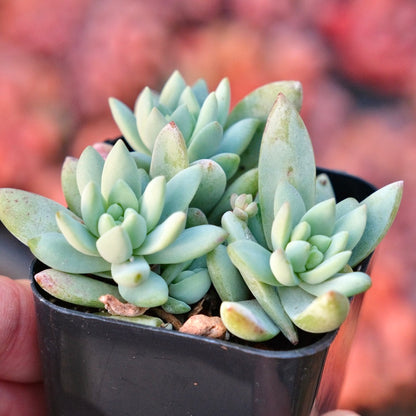 Sedeveria Blue Burrito Succulent Plant