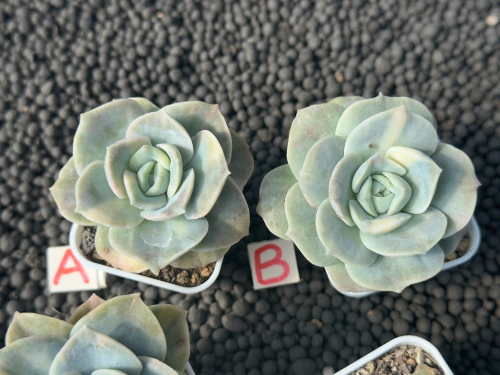 Variegated Graptoveria Lovely Rose Imported Succulent Plant