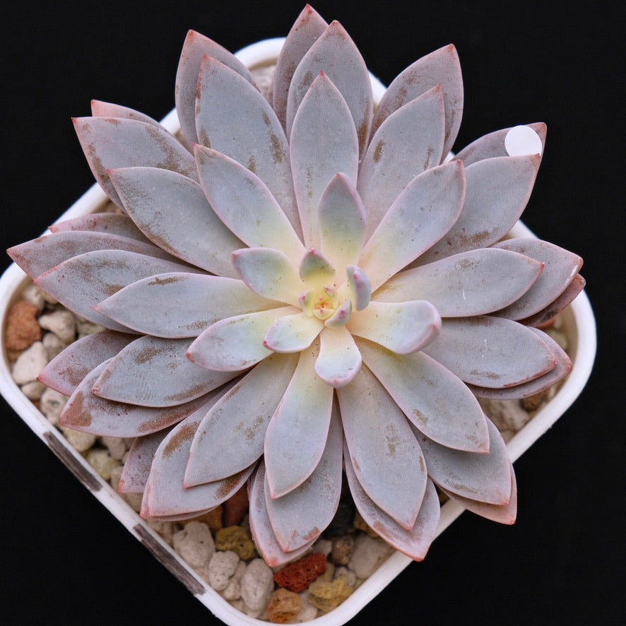 Graptoveria Lulu Korean Succulent Plant