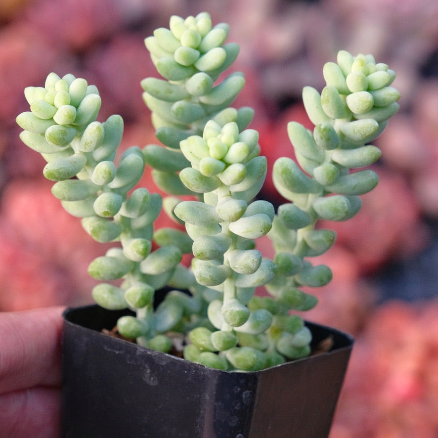 Sedum Burrito Succulent Plant