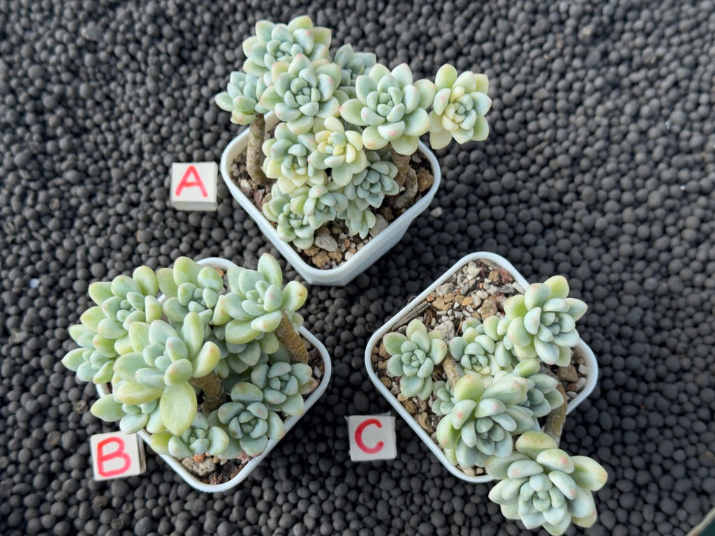 Variegated Sedum clavatum Imported Succulent Plant