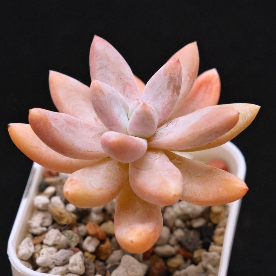 Graptoveria Atoll Korean Succulent Plant *Rare*