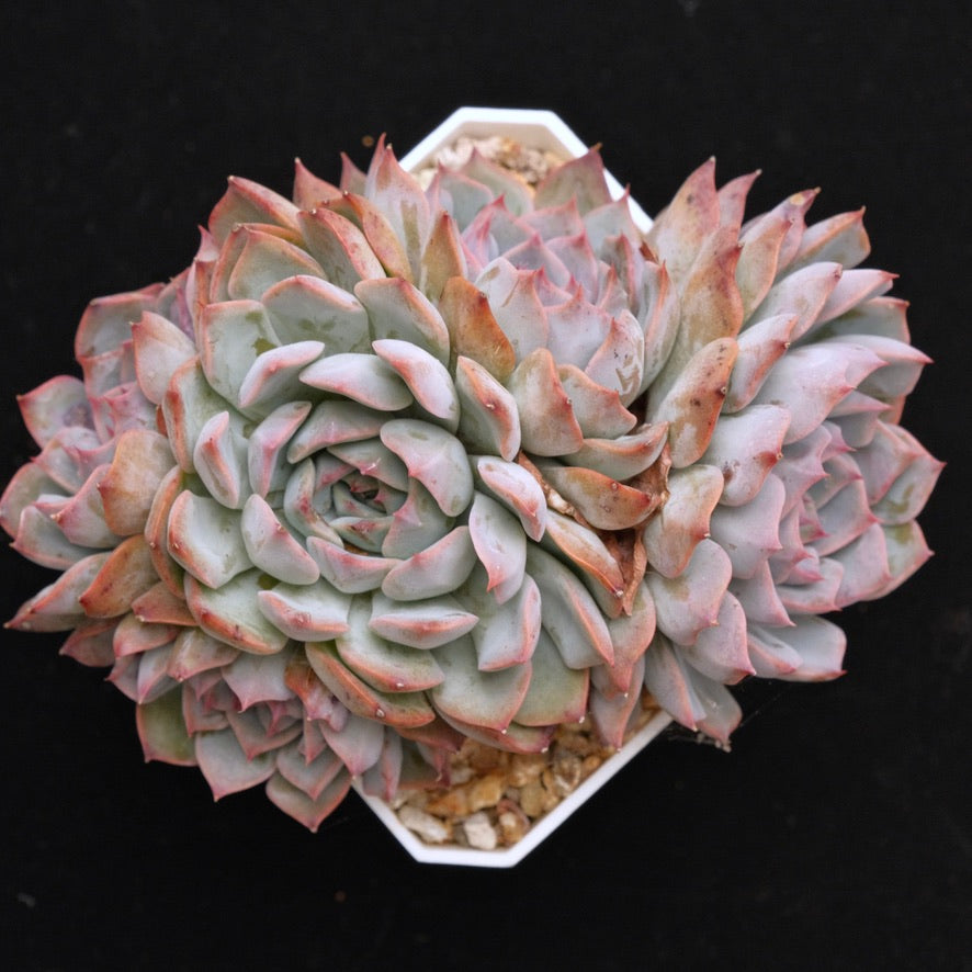 Big Echeveria Estrella cluster Korean Succulent Plant