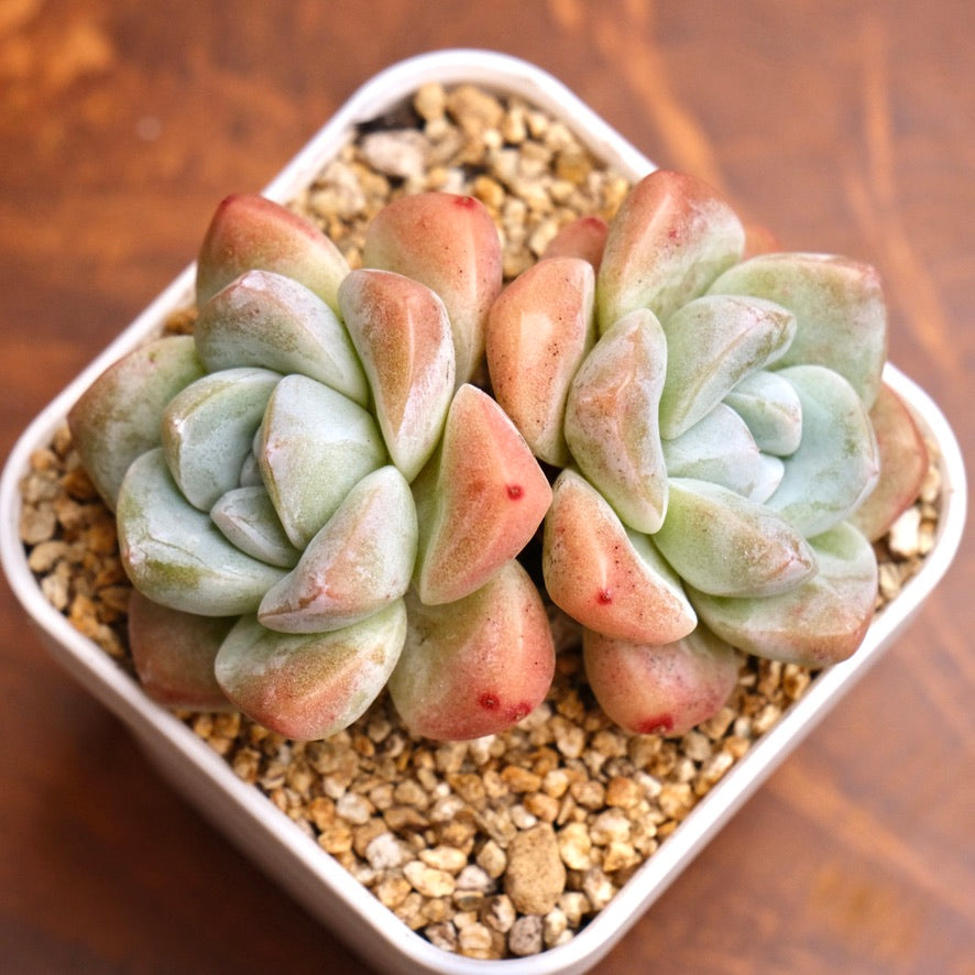 Echeveria Ice Green Imported Succulent Plant