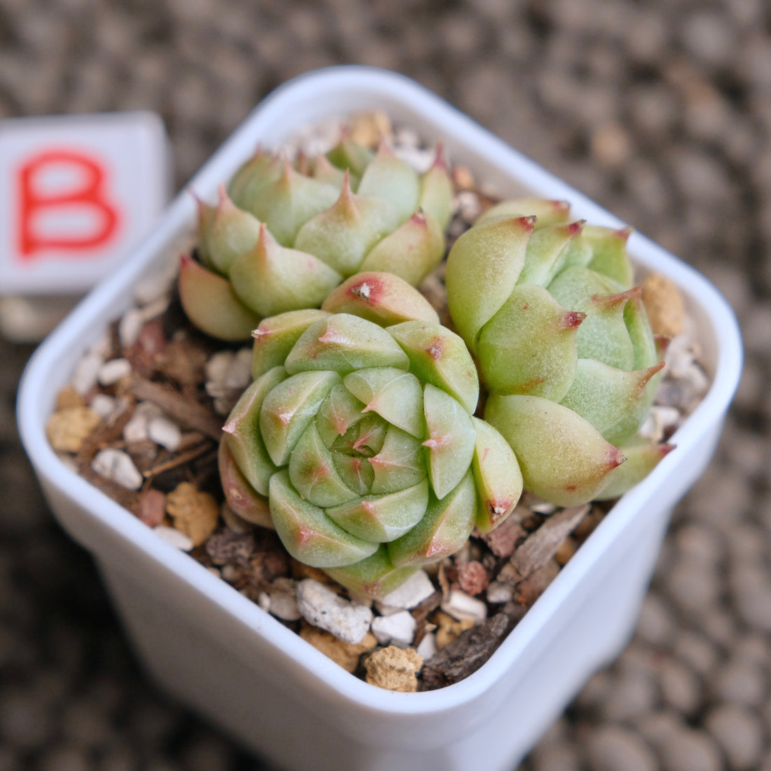 Echeveria Elegans x Benbadis Imported Succulent Plant - B