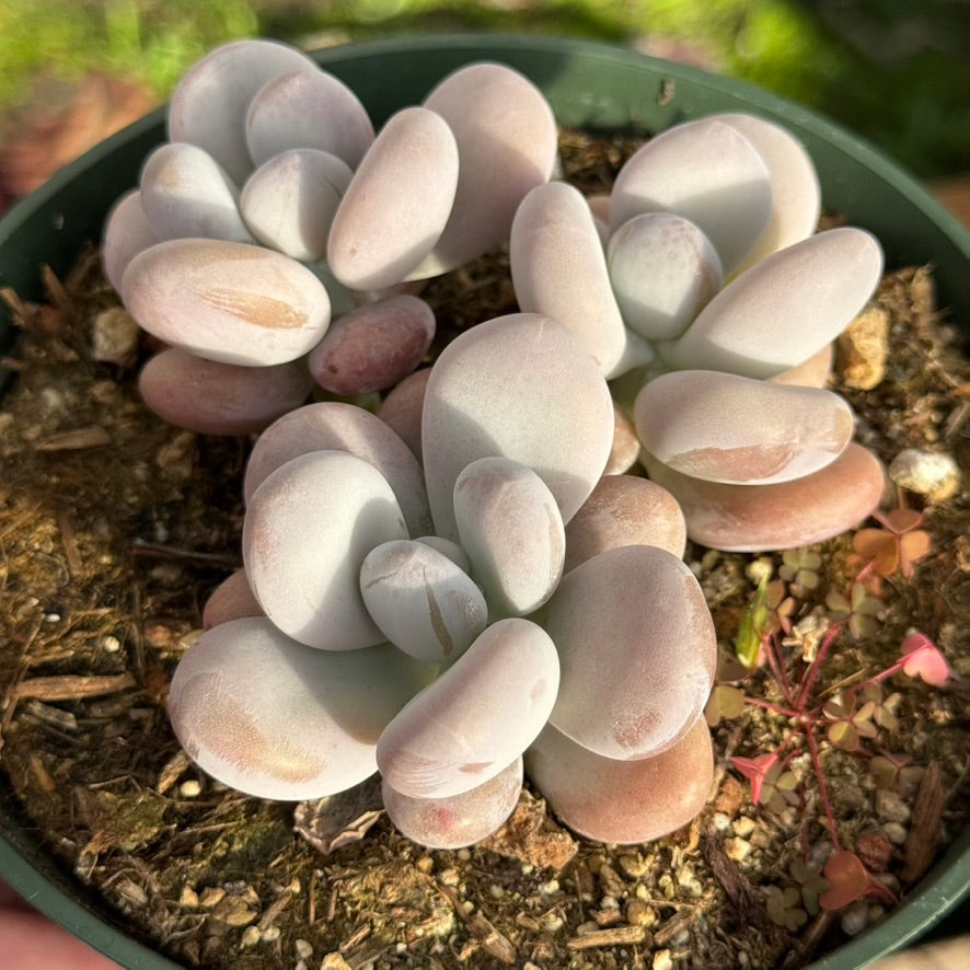 Pachyphytum oviferum Succulent Plant