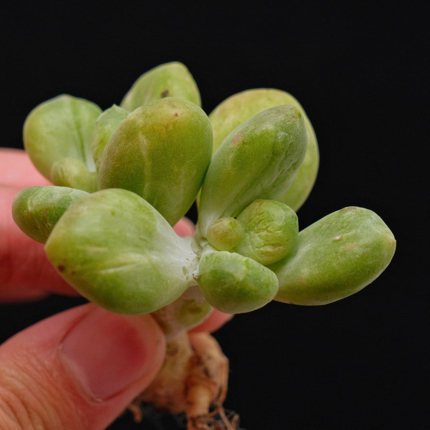 Monstrose Pachyphytum fittkaui Korean Succulent Plant