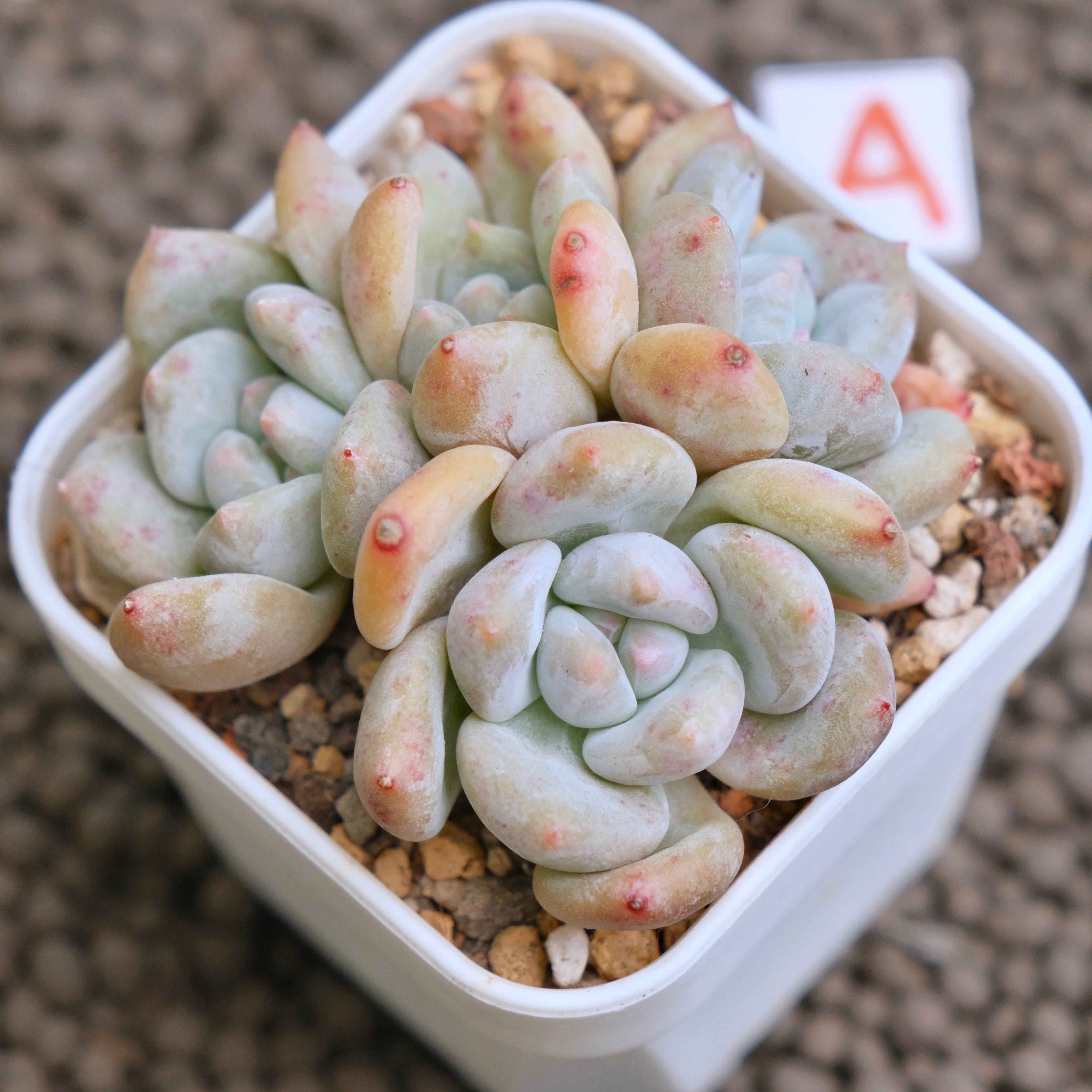 Pachyveria Pachyphytoides deals Walth Variegated Big Cluster Rare Imported Korean Succulents