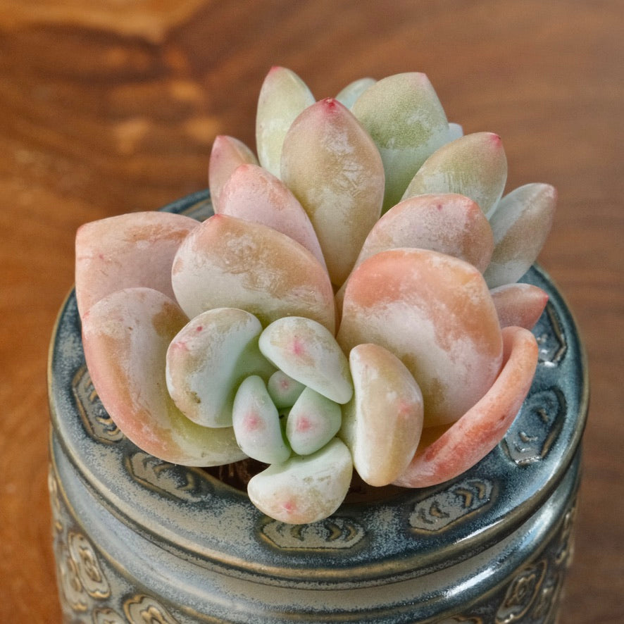 Graptoveria Snow Anna Imported Succulent Plant