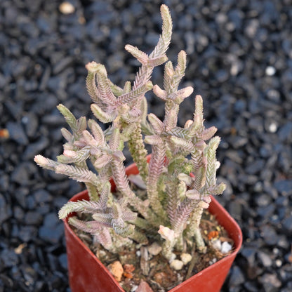 Variegated Crassula Watch Chain Succulent Plant