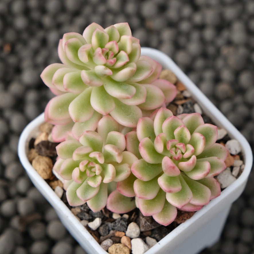 Variegated Sedum Joyce Tulloch Korean Succulent Plant