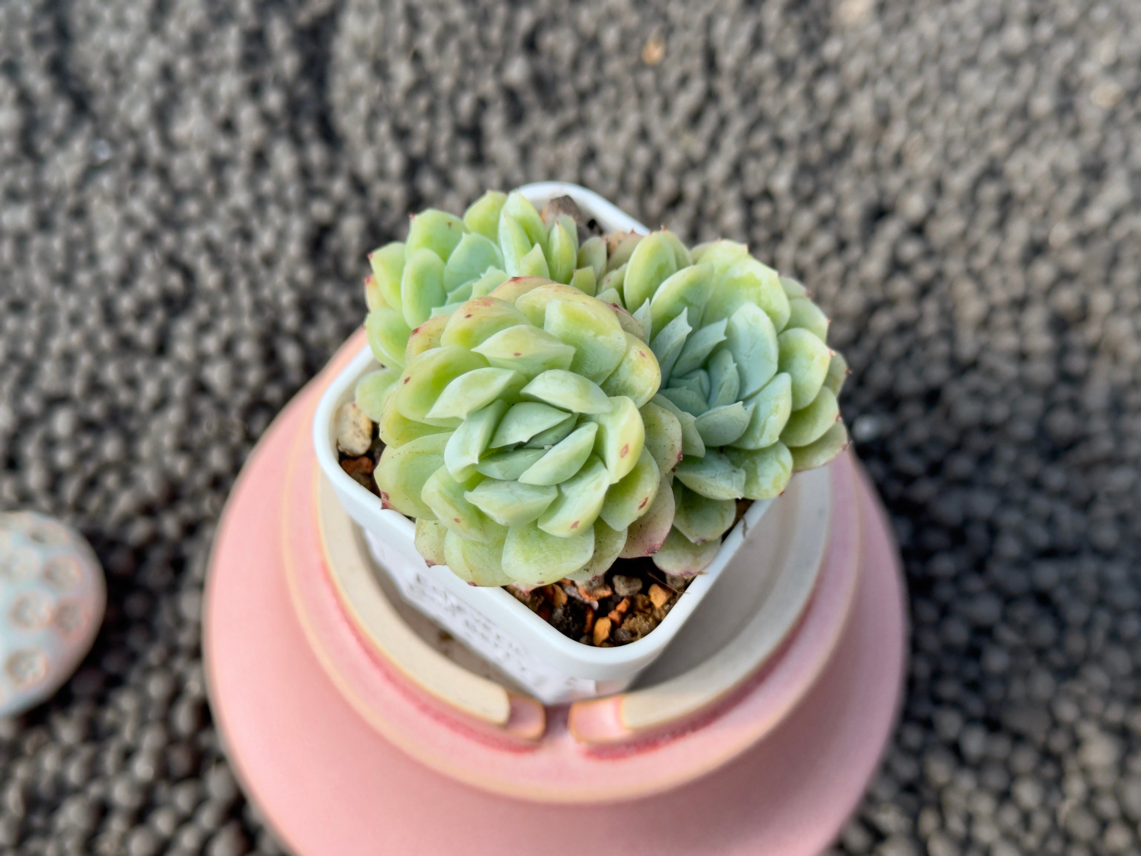 Echeveria Twin Berry Imported Succulent Plant