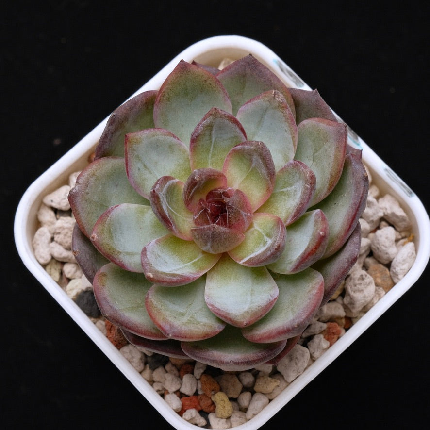 Big Echeveria Cherry Frappe Korean Succulent Plant