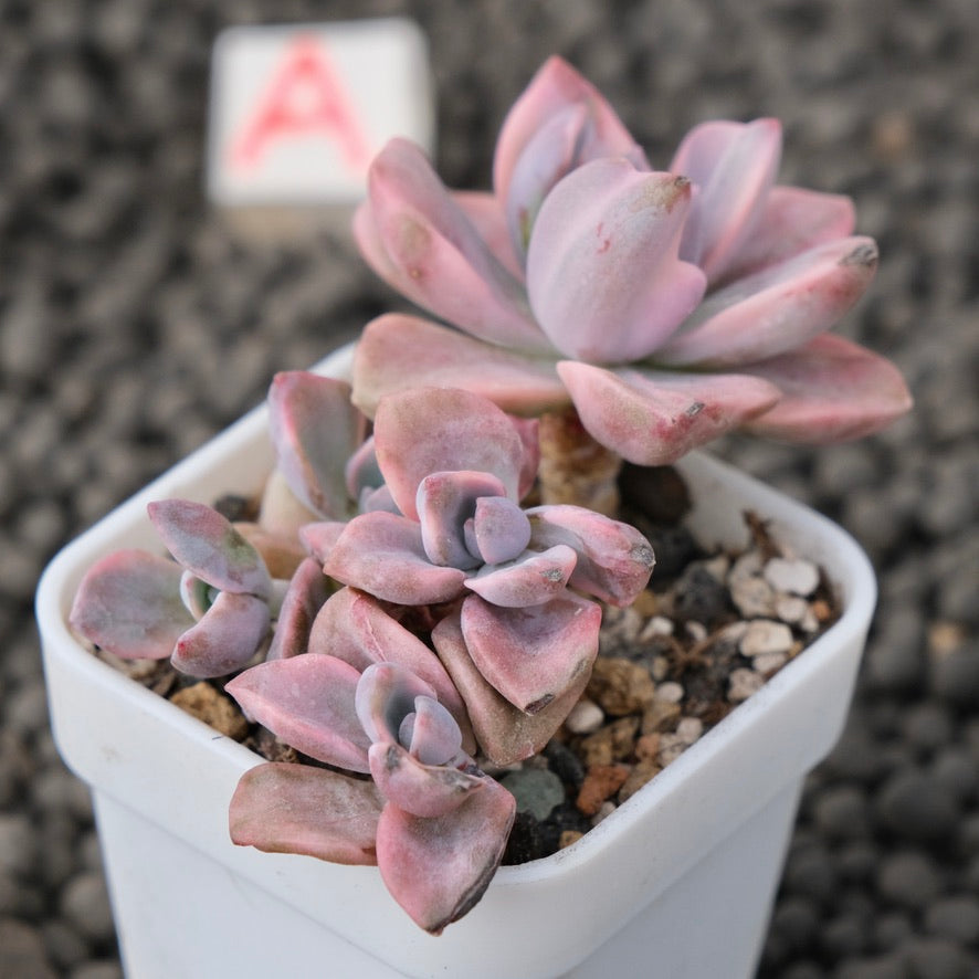 Variegated Graptoveria Mrs. Richards Imported Succulent Plant