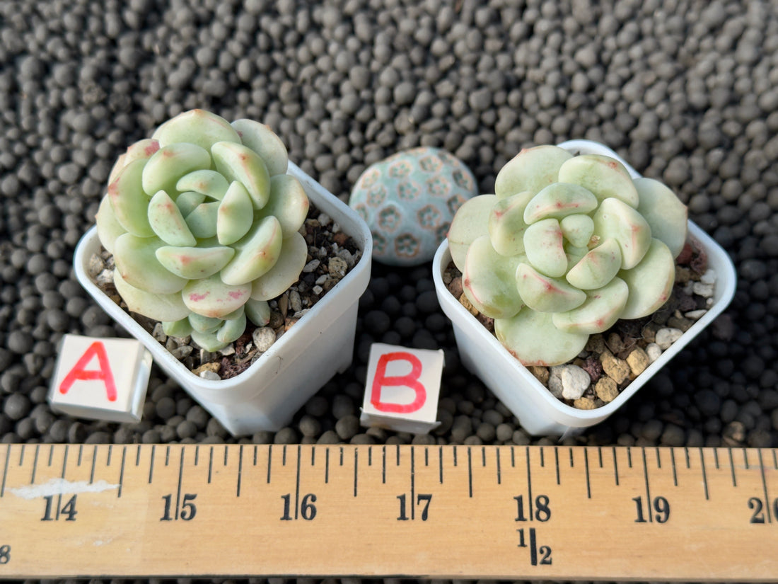 Variegated Sedeveria Pudgy Korean Succulent Plant