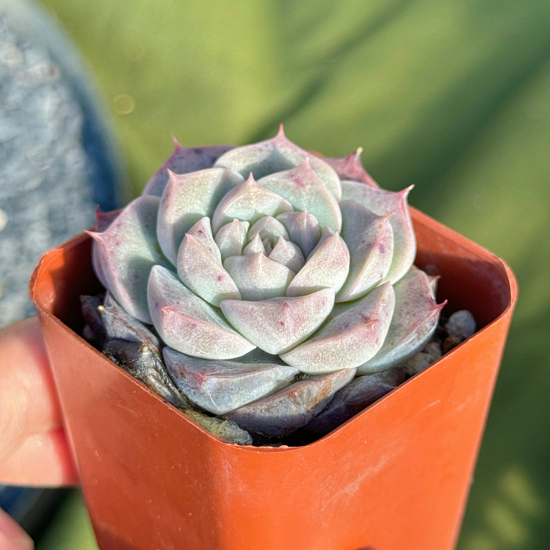 Echeveria Royal Star Korean Succulent Plant