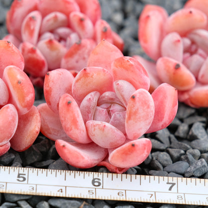 Echeveria Tang Snow Imported Succulent Plant