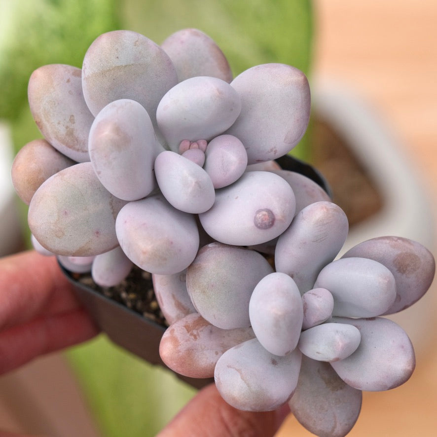 Graptophytum Royal Pretty Korean Succulent Plant Air Magic hybrid