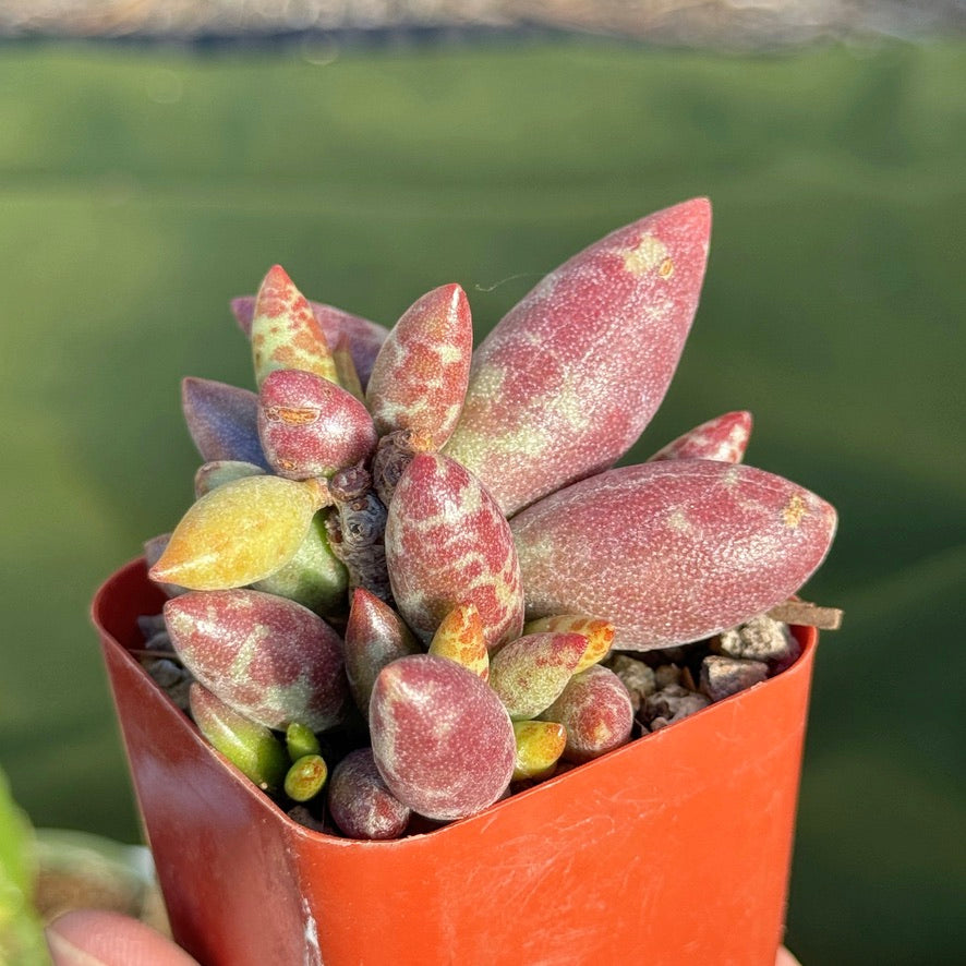 Adromischus sp Korean Succulent Plant