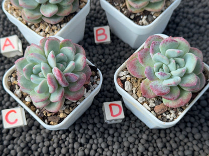 Echeveria Mighty Korean Succulent Plant