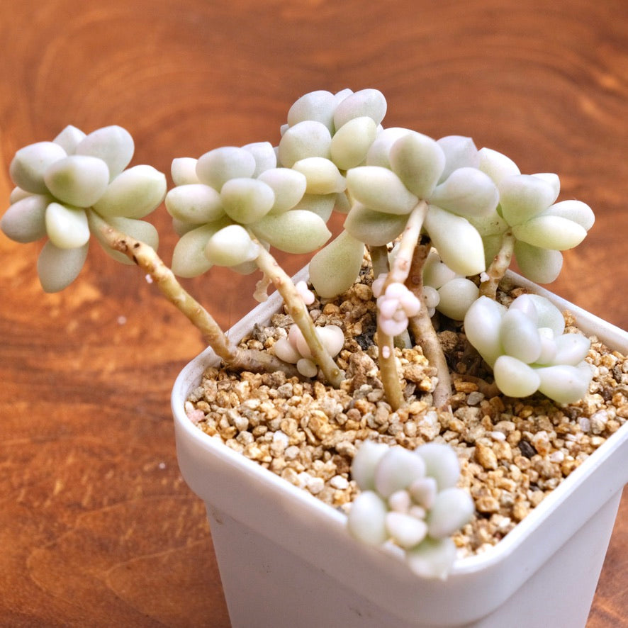 Variegated Graptopetalum Mendozae Korean Succulent Plant