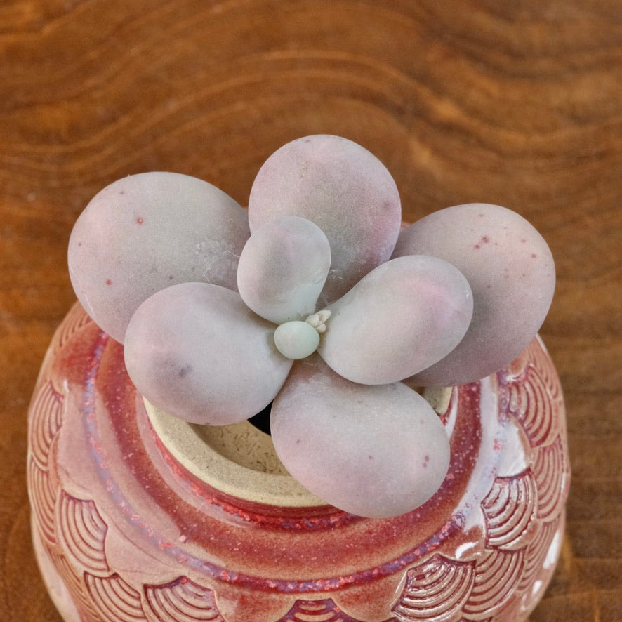 Pachyphytum Lumiere Korean Succulent Plant